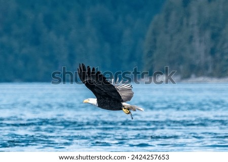 A bald eagle flies off with his meal, causght in the tides off Jimmy Judd Island