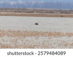 A Bald Eagle Flies Over Loess Bluffs National Wildlife Refuge, near Forest City, Missouri.