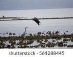 Bald Eagle in Flight