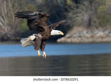 Bald Eagle in Flight