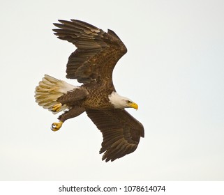 Bald Eagle in Flight