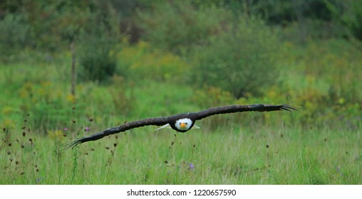 Bald Eagle in flight.