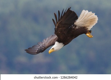 Bald Eagle in Flight