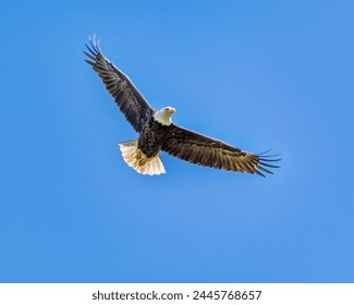 a bald eagle in flight