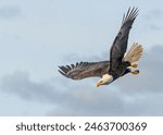 Bald Eagle in flight acrobatics