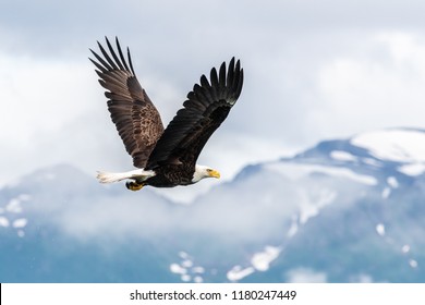 Bald Eagle In Flight Alaska