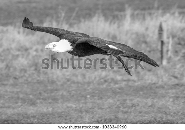 Bald Eagle Flight Black White Animals Wildlife Nature Stock Image