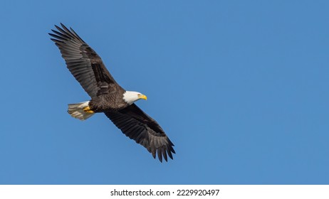 Bald Eagle in flight with a blue sky - Powered by Shutterstock