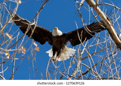 Bald Eagle In Flight At Cherry Creek State Park, Suburban Denver, Colorado