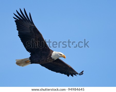 Bald eagle in flight (clipping path included)