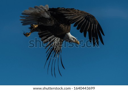 Bald eagle in flight eagles flying, Oregon, Merrill, Lower Klamath National Wildlife Refuge, Winter