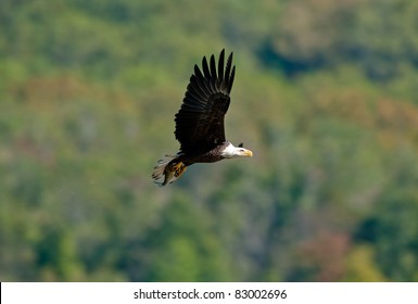 Bald eagle in flight with fish
