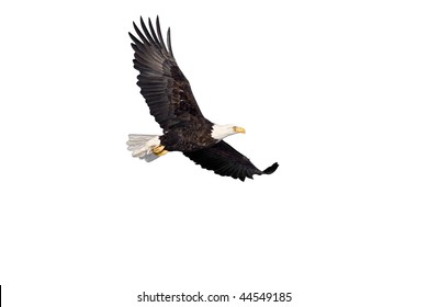 Bald Eagle In Flight Isolated On White