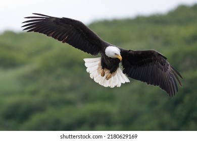 Bald eagle in flight in McNeil River State Game Sanctuary and Refuge in Alaska