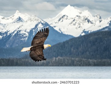 Bald Eagle in flight with mountain in background
