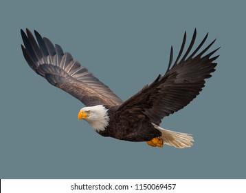 Bald Eagle In Flight On Isolated Background