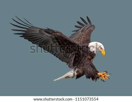 Bald eagle in flight on isolated background