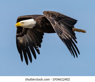 白頭鷲 の画像 写真素材 ベクター画像 Shutterstock 白頭鷲 の画像 写真素材 ベクター画像 Shutterstock