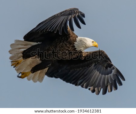 Bald Eagle in flight on a sky of blue
