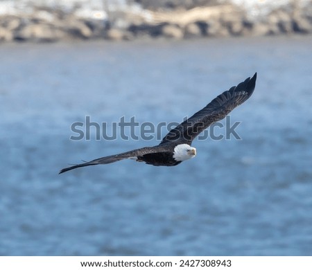 Bald Eagle in flight over Hudson River
