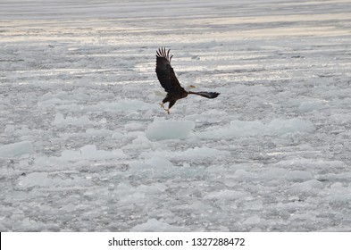 Bald eagle in flight over ice on Lake Ontario in Ontario, Canada
