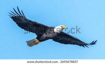 Bald Eagle in flight over the ocean