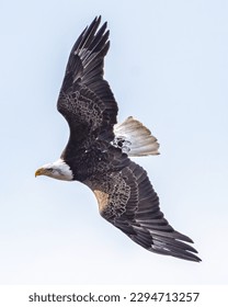 Bald Eagle in flight over the Potomac River