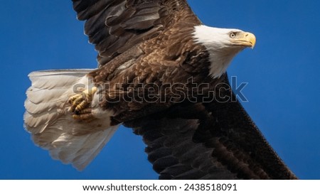Bald Eagle in flight over the Potomac River