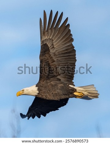 Bald Eagle in Flight over the Potomac River