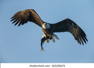 1000 Eagle Catching Fish Stock Images Photos Vectors