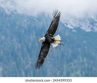 Bald Eagle in flight in the sky