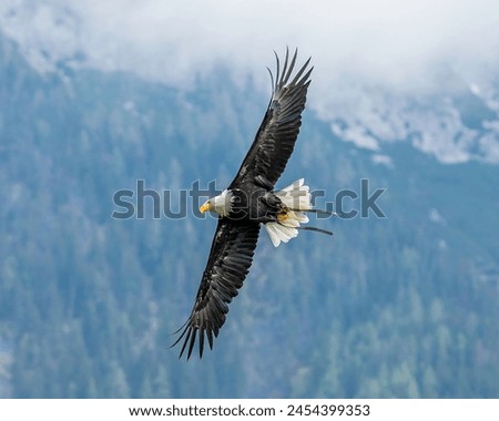 Bald Eagle in flight in the sky