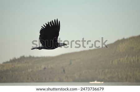 Bald Eagle in Flight Soaring Above Ocean