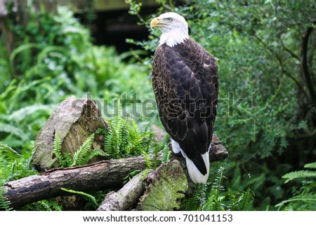 A bald eagle in Florida