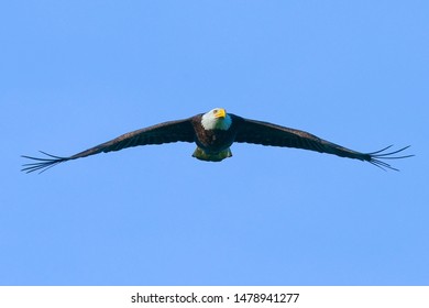 bald eagle fly in the sky   