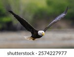 Bald eagle flyby, in search of a meal, Washington State, USA.