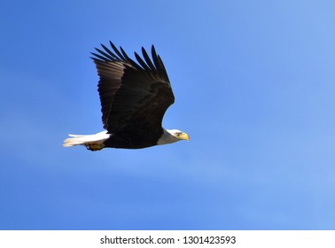 flying eagle images stock