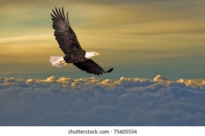 Bald Eagle Flying Above The Clouds
