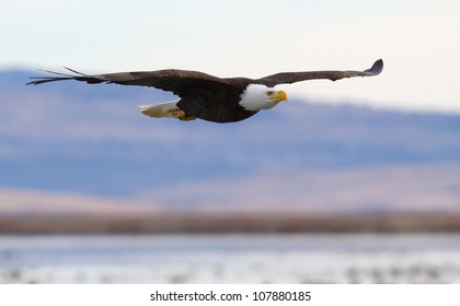 A Bald eagle flying above a lake