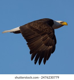 Bald eagle flying in beautiful light, seen in the wild in  North California - Powered by Shutterstock