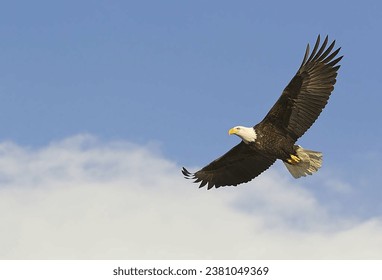 Bald Eagle Flying With Blue Background - Powered by Shutterstock