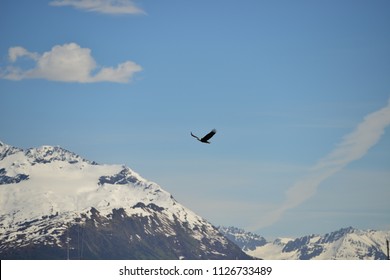 bald eagle flying in the blue sky