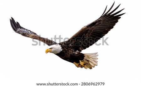 Bald Eagle Flying with Brown Wings and White Head Bird of Prey Isolated on White Background