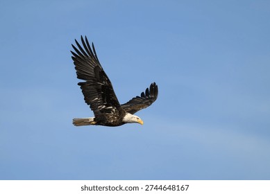 Bald Eagle flying by against a blue sky