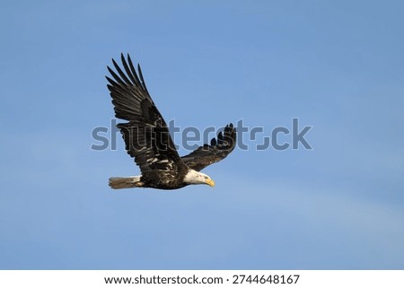 Bald Eagle flying by against a blue sky