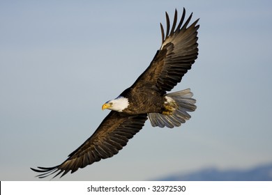 Bald Eagle Flying By At Farmington Bay, UT