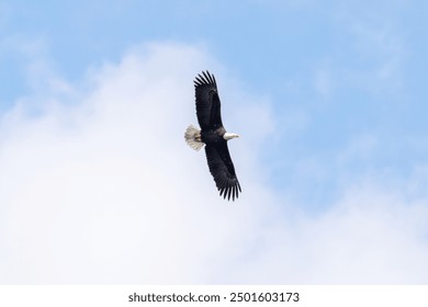 Bald eagle flying with a cloudy sky