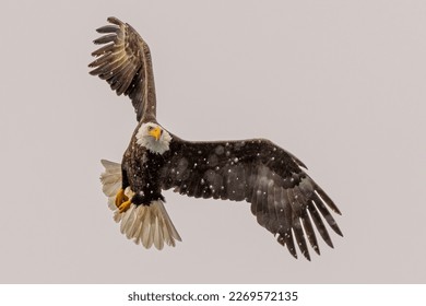 Bald Eagle Flying and Fishing