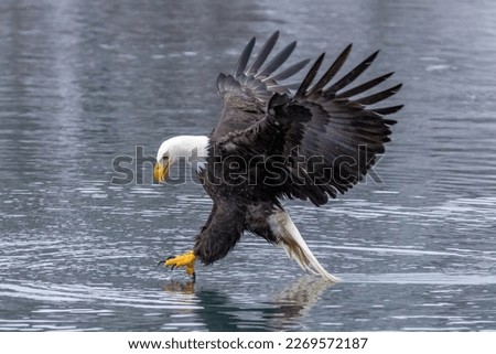 Bald Eagle Flying and Fishing