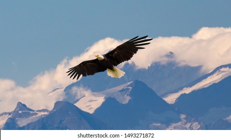 Bald eagle flying and gliding slowly and majestic on the sky over high mountains. Concept of wildlife and pure nature. - Shutterstock ID 1493271872